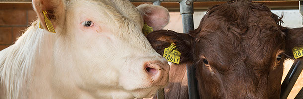 Neubau Spital Schiers