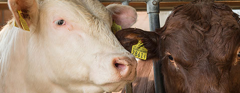 Neubau Spital Schiers