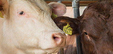 Neubau Spital Schiers